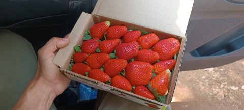 2026 02 pwc indie 01